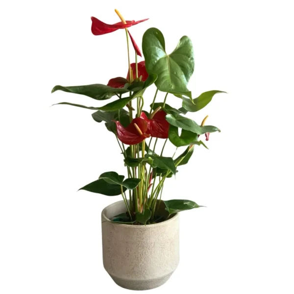 Anthurium