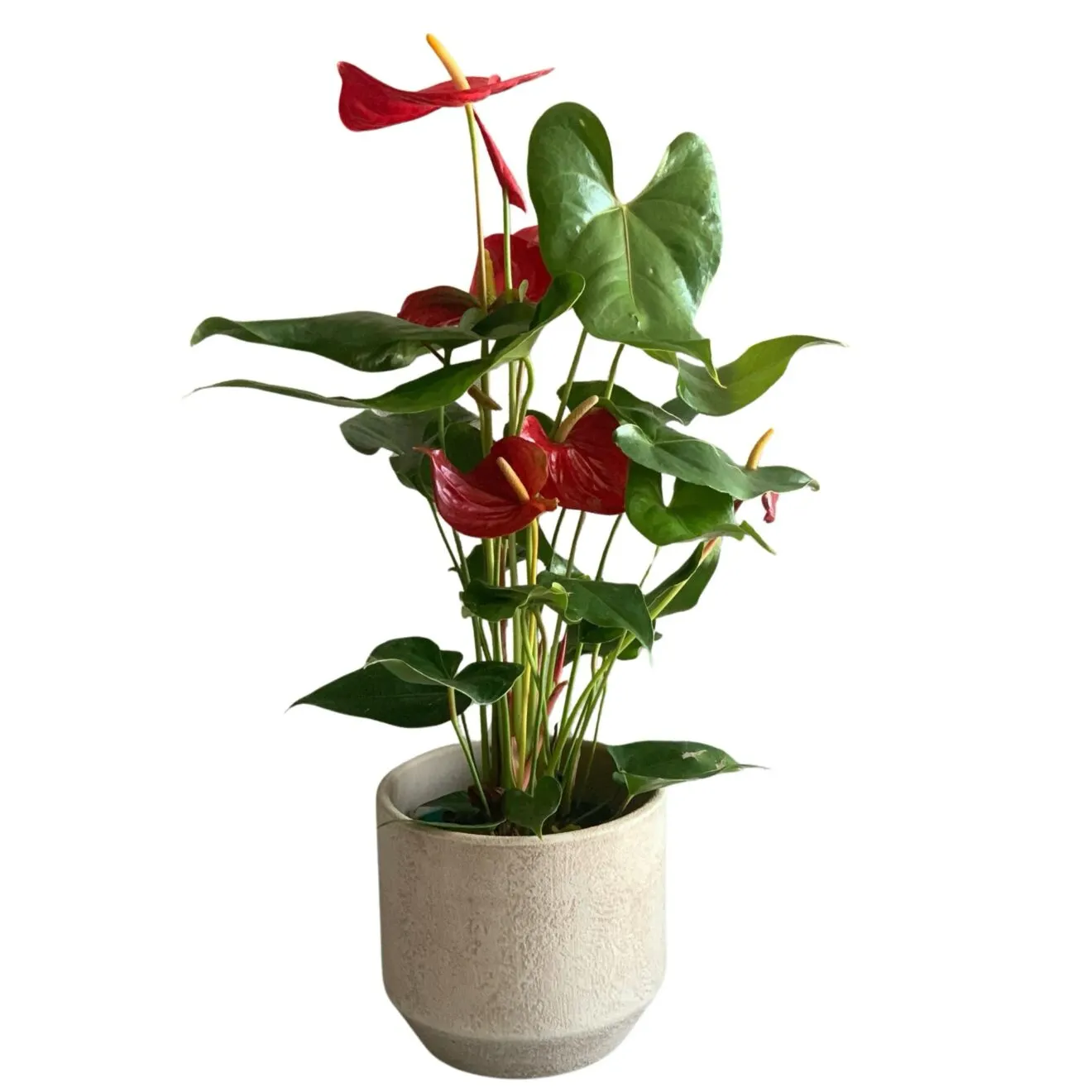 Anthurium