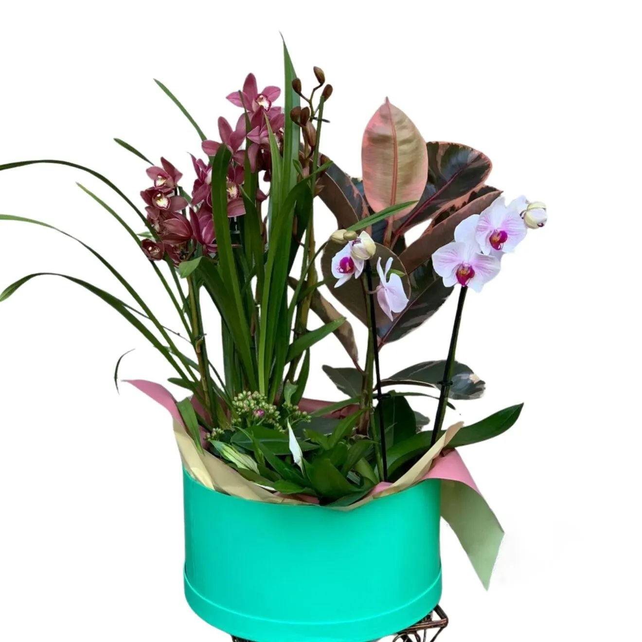 Aranjament cu plante Armonie Tropicala