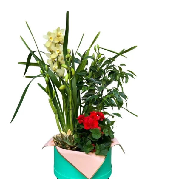 Aranjament cu plante Grădină Exotică