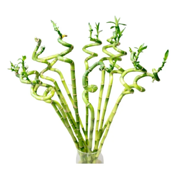 Bambus (Dracaena sanderiana)