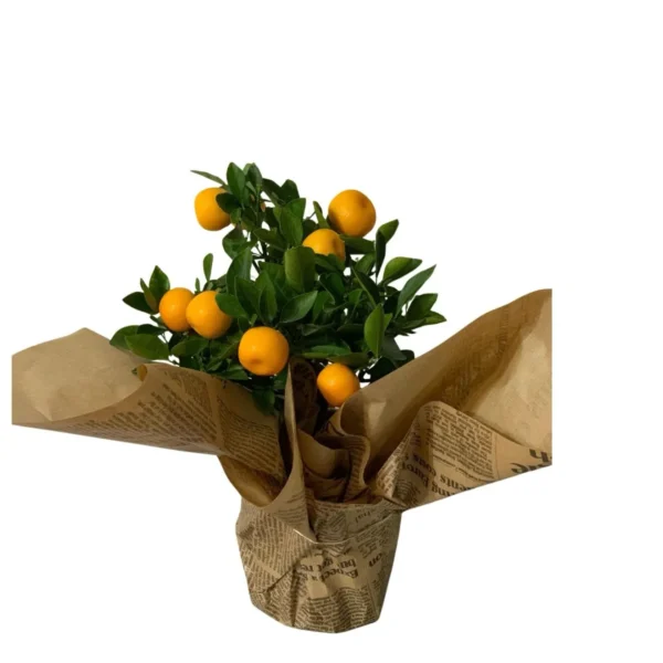 Citric decorativ