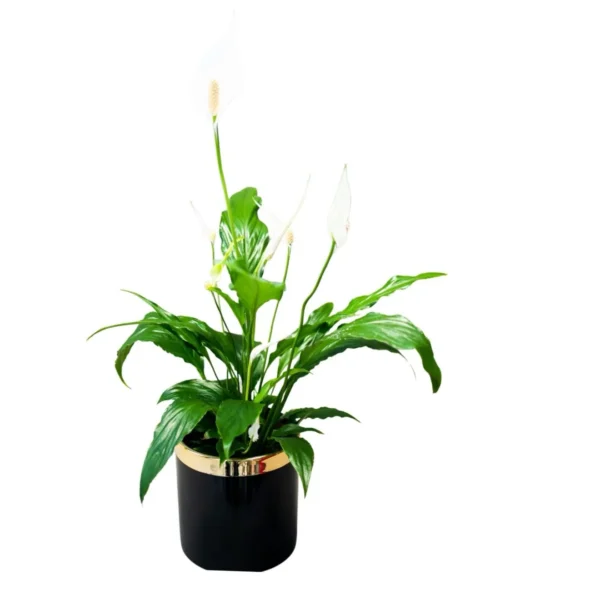 Crinul Păcii (Spathiphyllum)