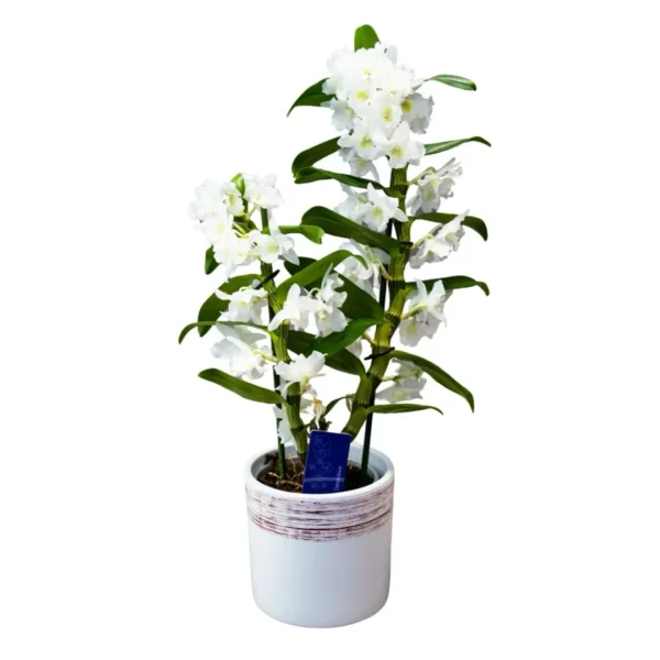 Dendrobium (Orhidee)