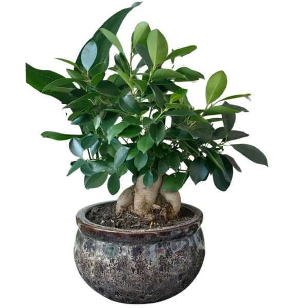 Ficus Ginseng Bonsai