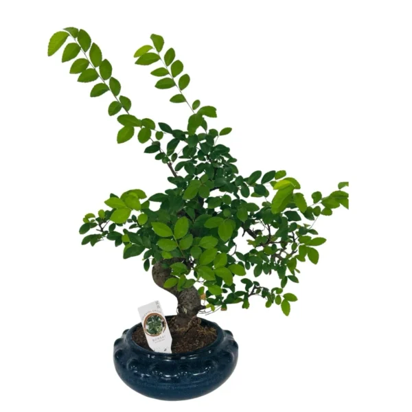 Ficus Ginseng (Ficus microcarpa)