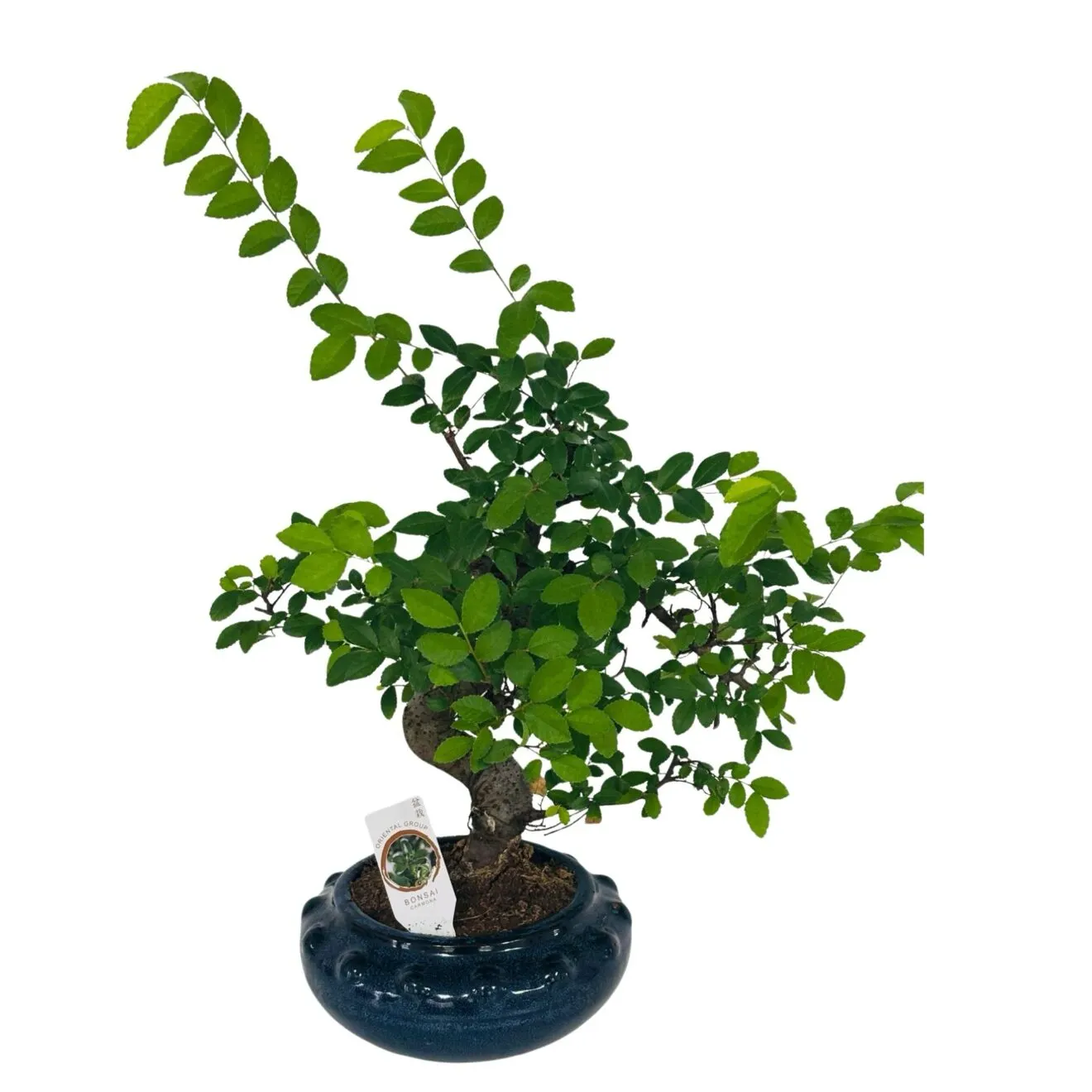 Ficus Ginseng (Ficus microcarpa)