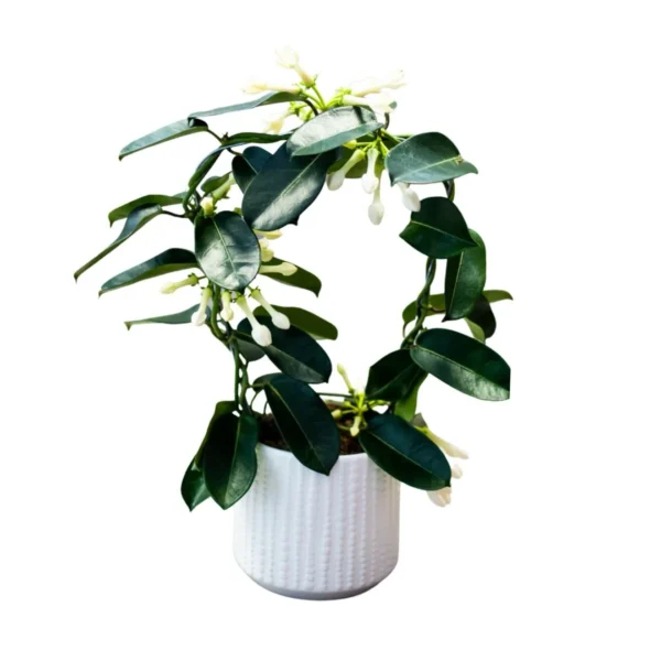 Iasomie de Madagascar (Stephanotis floribunda)