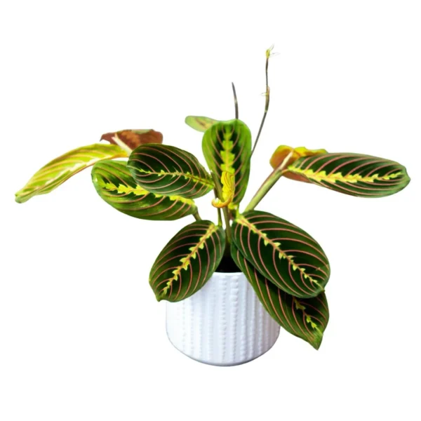 Maranta (Maranta leuconeura)