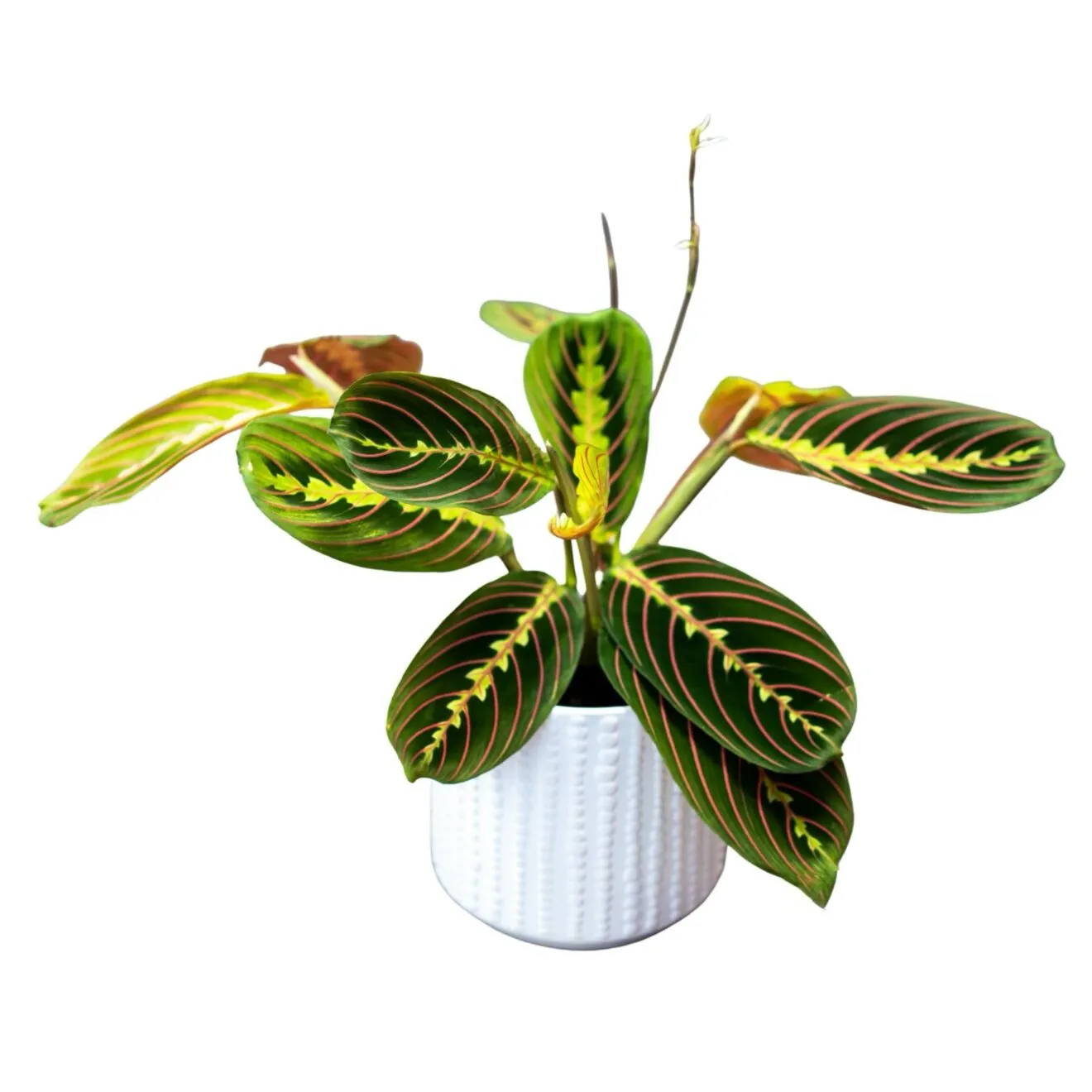 Maranta (Maranta leuconeura)