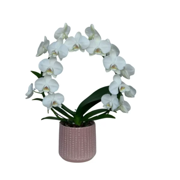 Orhidee Phalaenopsis Cascade