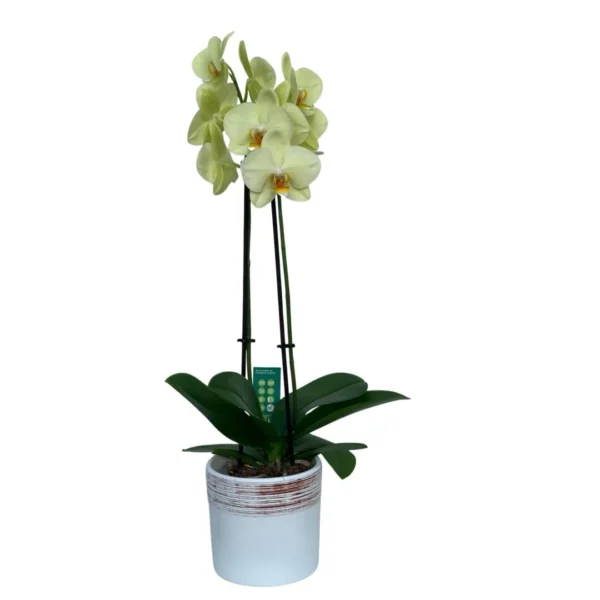 Orhidee Phalaenopsis galbenă