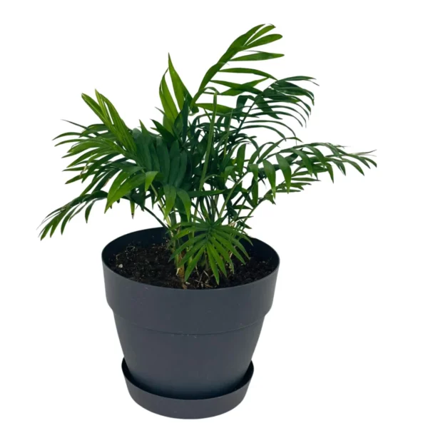 Palmier Areca (Dypsis lutescens)