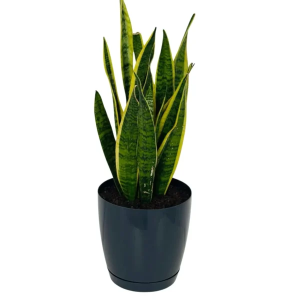 Sansevieria (Limba soacrei)