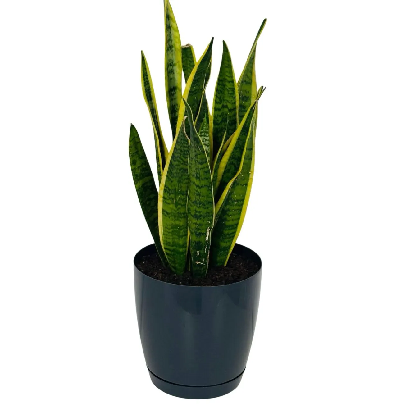 Sansevieria (Limba soacrei)